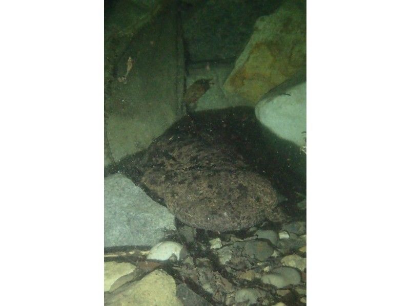 【和歌山・古座川】天然記念物オオサンショウウオを探す！リバーダイビング　半日コース（ライセンス保有者対象）の紹介画像