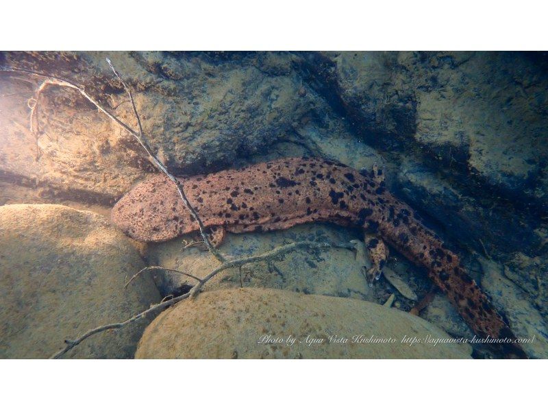 【和歌山・古座川】天然記念物オオサンショウウオを探す！リバーダイビング　半日コース（ライセンス保有者対象）の紹介画像