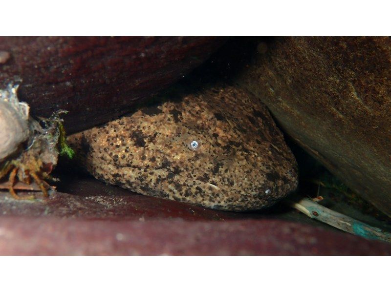 【和歌山・古座川】天然記念物オオサンショウウオを探す！リバーダイビング　半日コース（ライセンス保有者対象）の紹介画像