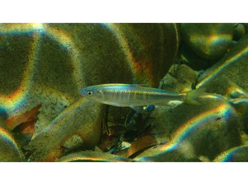 【和歌山・古座川】天然記念物オオサンショウウオを探す！リバーダイビング　半日コース（ライセンス保有者対象）の紹介画像