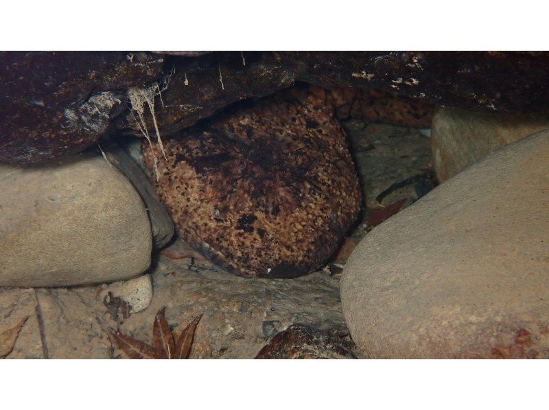 【和歌山・古座川】天然記念物オオサンショウウオを探す！リバーダイビング　半日コース（ライセンス保有者対象）の紹介画像