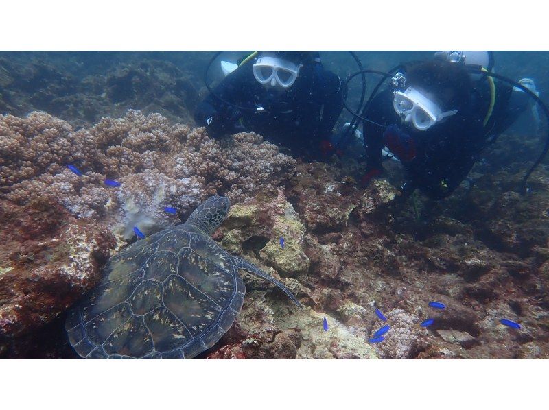 [Wakayama, Kushimoto, Fun Diving] Refresher diving 1 beach diving + 1 boat diving Rental equipment included Beginners and blank divers welcomeの紹介画像