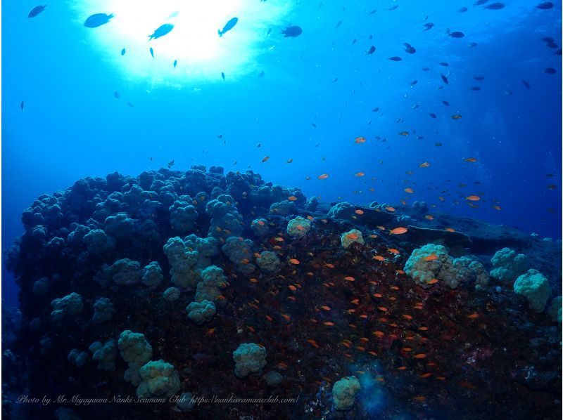 [Wakayama, Kushimoto, Fun Diving] 1 beach + 1 boat diving Rental equipment included Diving in the world's northernmost coral colony area Beginners welcomeの紹介画像