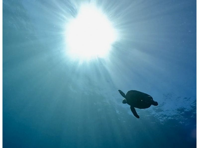 [Wakayama, Kushimoto, Fun Diving] Refresher diving 1 beach diving + 1 boat diving Rental equipment included Beginners and blank divers welcomeの紹介画像