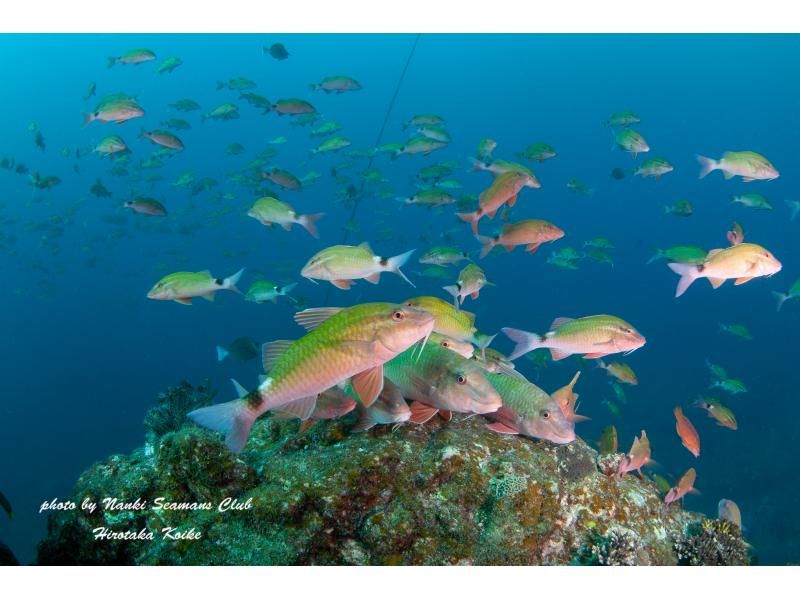 [Wakayama, Kushimoto, Fun Diving] Refresher diving 1 beach diving + 1 boat diving Rental equipment included Beginners and blank divers welcomeの紹介画像