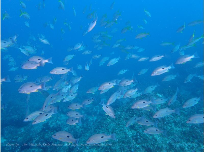 [Wakayama, Kushimoto, Fun Diving] Refresher diving 1 beach diving + 1 boat diving Rental equipment included Beginners and blank divers welcomeの紹介画像