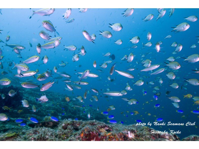 [Wakayama, Kushimoto, Fun Diving] Refresher diving 1 beach diving + 1 boat diving Rental equipment included Beginners and blank divers welcomeの紹介画像