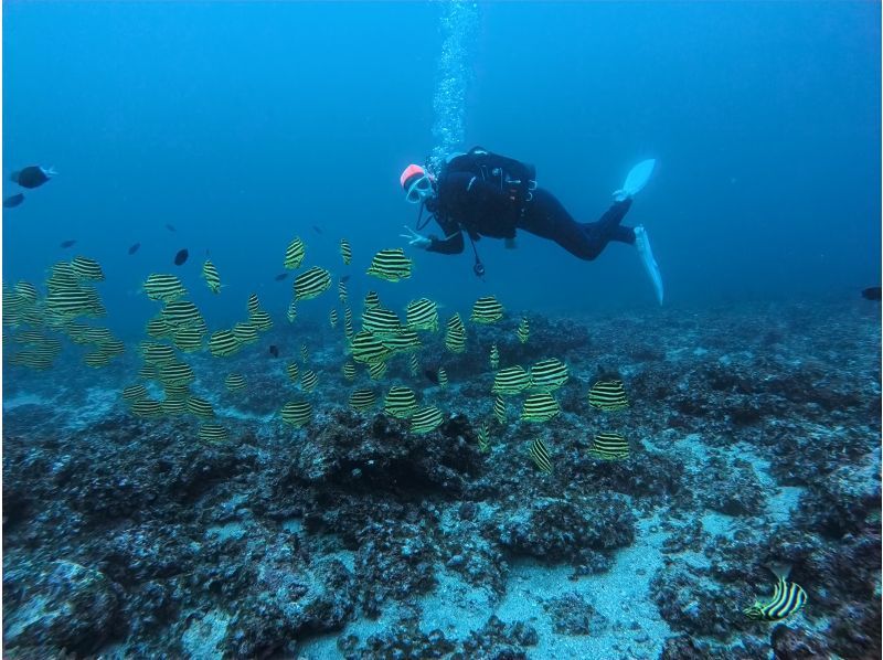 【和歌山・串本 ファンダイビング】初心者・おひとり様・グループ大歓迎　本州最南端の海で 2ボートダイビング　自分のペースでダイビングできる少の紹介画像
