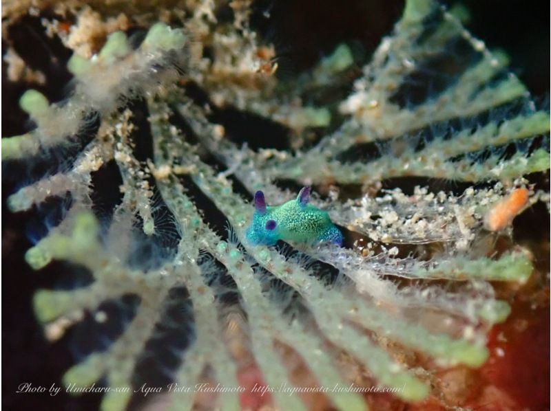 【和歌山・串本 ファンダイビング】初心者・おひとり様・グループ大歓迎　本州最南端の海で 2ボートダイビング　自分のペースでダイビングの紹介画像