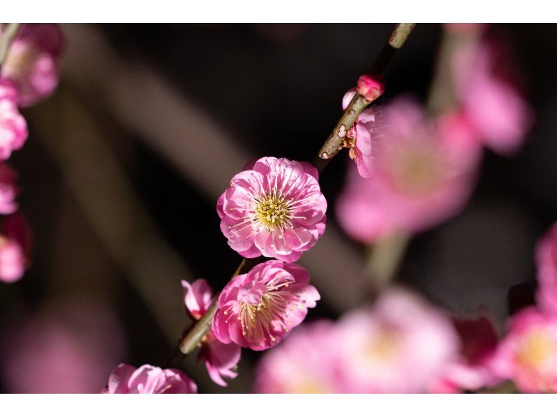 [Japan's Three Most Famous Gardens] Illumination Event "Kairakuen UME The Lights" Ticket Reservation (Ibaraki Mito)の紹介画像