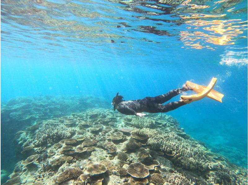 【今帰仁村、美ら海水族館近く、古宇利島】ガイドおすすめ絶景ポイントでビーチエントリーシュノーケリング♪の紹介画像