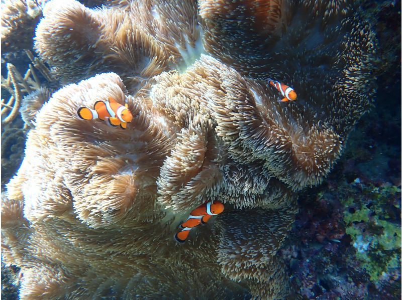 【今帰仁村、美ら海水族館近く、古宇利島】ガイドおすすめ絶景ポイントでビーチエントリーシュノーケリング♪の紹介画像