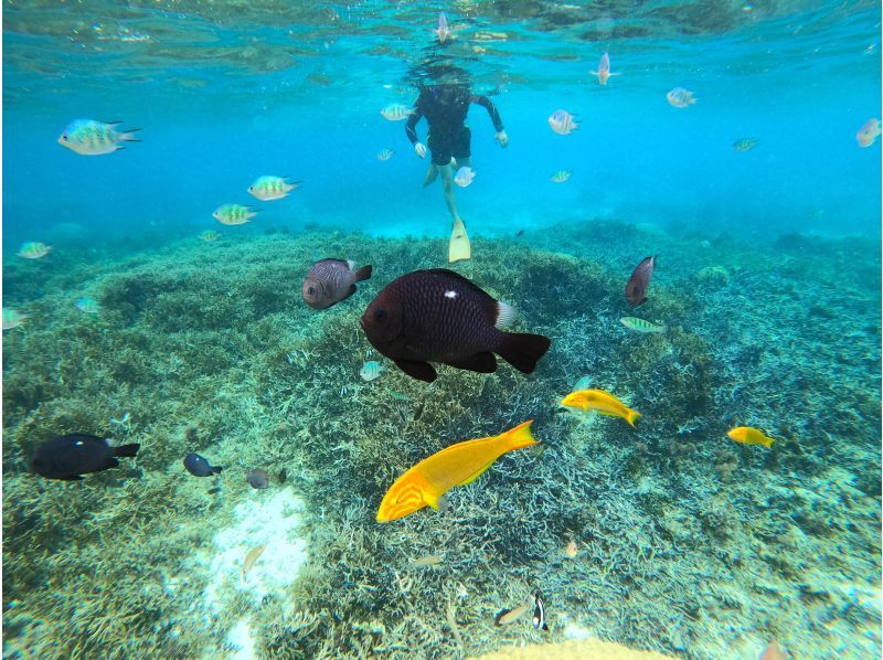 【今帰仁村、美ら海水族館近く、古宇利島】ガイドおすすめ絶景ポイントでビーチエントリーシュノーケリング♪の紹介画像