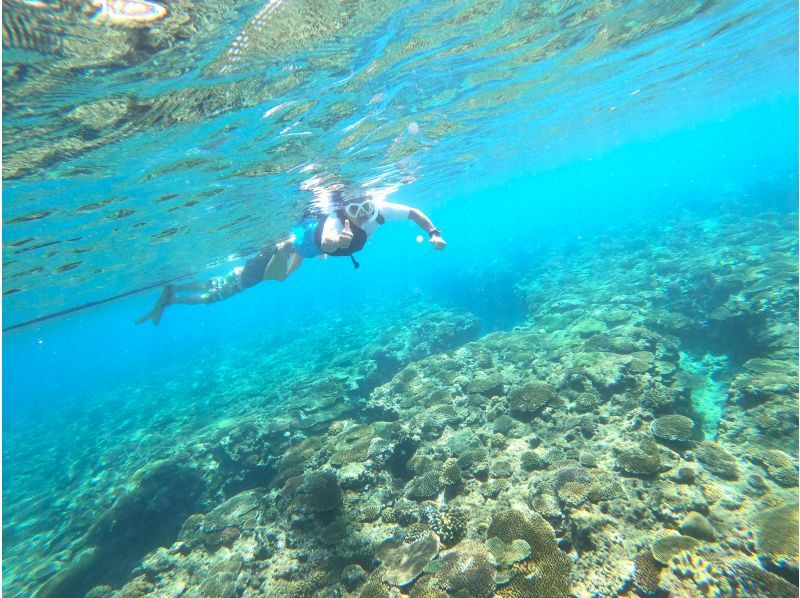 【今帰仁村、美ら海水族館近く、古宇利島】ガイドおすすめ絶景ポイントでビーチエントリーシュノーケリング♪の紹介画像