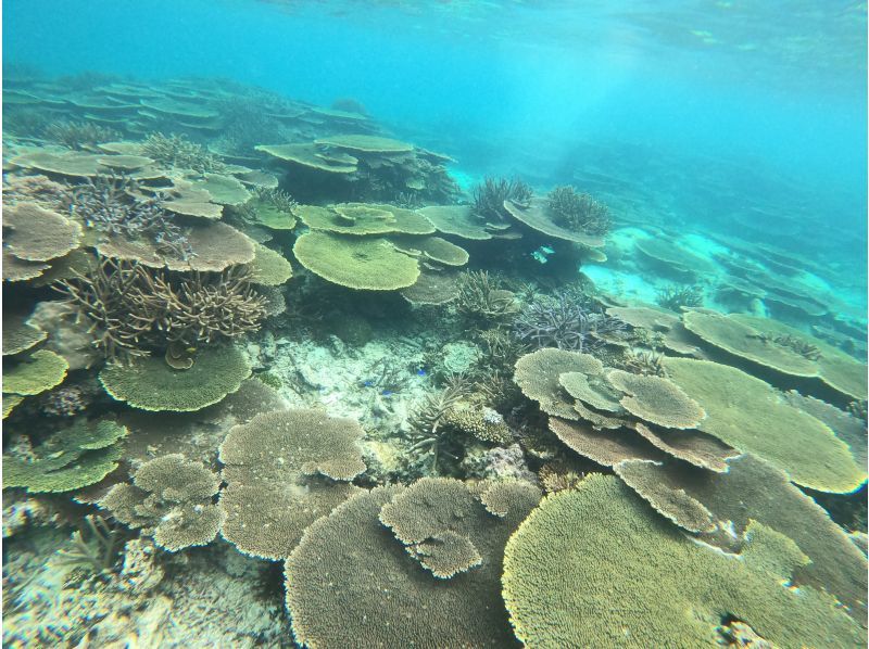 【今帰仁村、美ら海水族館近く、古宇利島】ガイドおすすめ絶景ポイントでビーチエントリーシュノーケリング♪の紹介画像