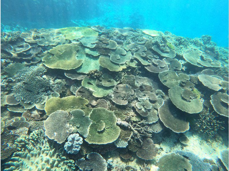 【今帰仁村、美ら海水族館近く、古宇利島】ガイドおすすめ絶景ポイントでビーチエントリーシュノーケリング♪の紹介画像