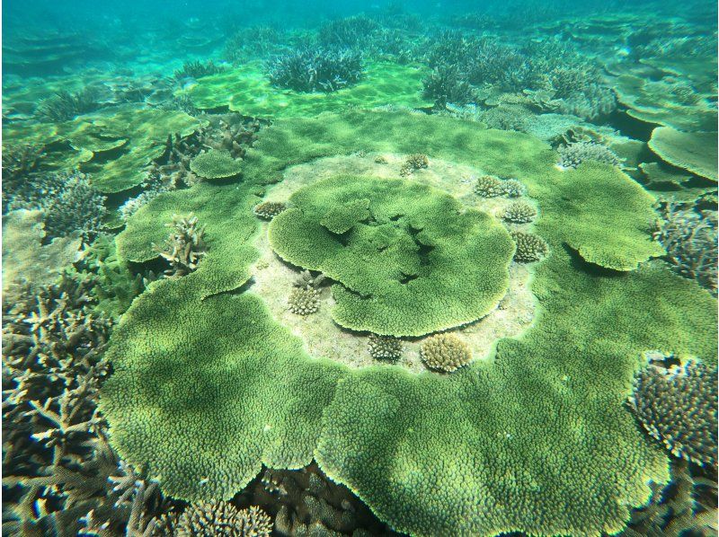 【今帰仁村、美ら海水族館近く、古宇利島】ガイドおすすめ絶景ポイントでビーチエントリーシュノーケリング♪の紹介画像