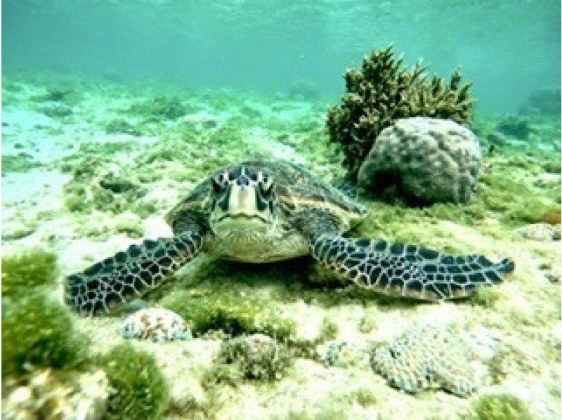 【那覇、糸満】到着後すぐ、帰る日でも間に合う！　ウミガメやカラフル熱帯魚が楽しめるジョン万ビーチでのシュノーケル！ 写真データ＆餌やり無料の紹介画像