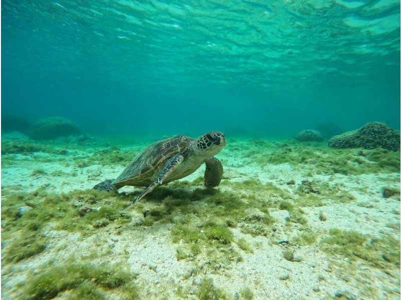 【沖縄・那覇・糸満】 大度浜海岸（ジョン万ビーチ）ビーチ体験ダイビングツアー♪　写真、魚のエサ無料の紹介画像