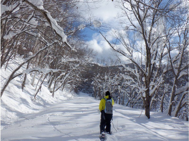 【ニセコ・スノーシュー】雪深いニセコの森の中をスノーシューをはいてゆっくり探索します。雪国ならではの幻想的な風景をお楽しみいただけます！の紹介画像