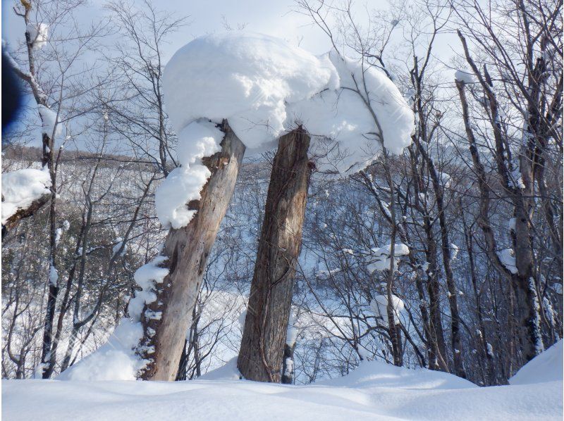 [Niseko Snowshoeing] Explore the snowy forests of Niseko on snowshoes. Enjoy the fantastic scenery that only a snowy country can offer!の紹介画像