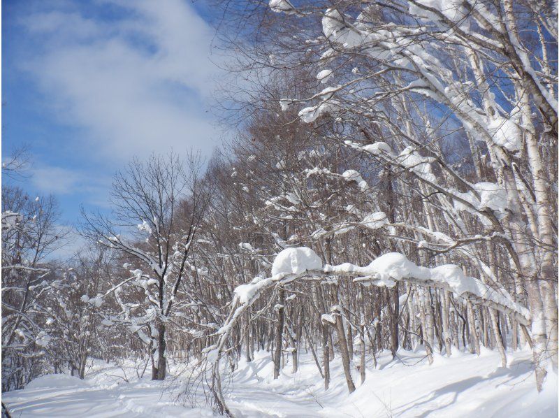 [Niseko Snowshoeing] Explore the snowy forests of Niseko on snowshoes. Enjoy the fantastic scenery that only a snowy country can offer!の紹介画像