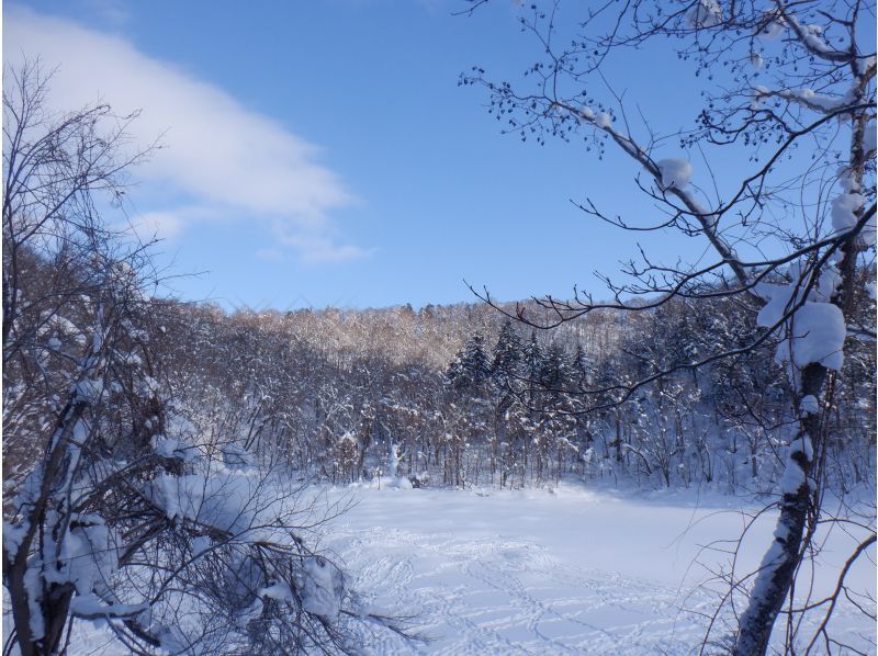 [Niseko Snowshoeing] Explore the snowy forests of Niseko on snowshoes. Enjoy the fantastic scenery that only a snowy country can offer!の紹介画像