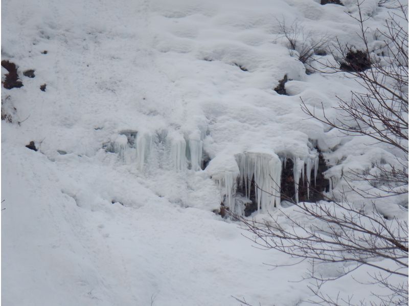 [Niseko Snowshoeing] Explore the snowy forests of Niseko on snowshoes. Enjoy the fantastic scenery that only a snowy country can offer!の紹介画像