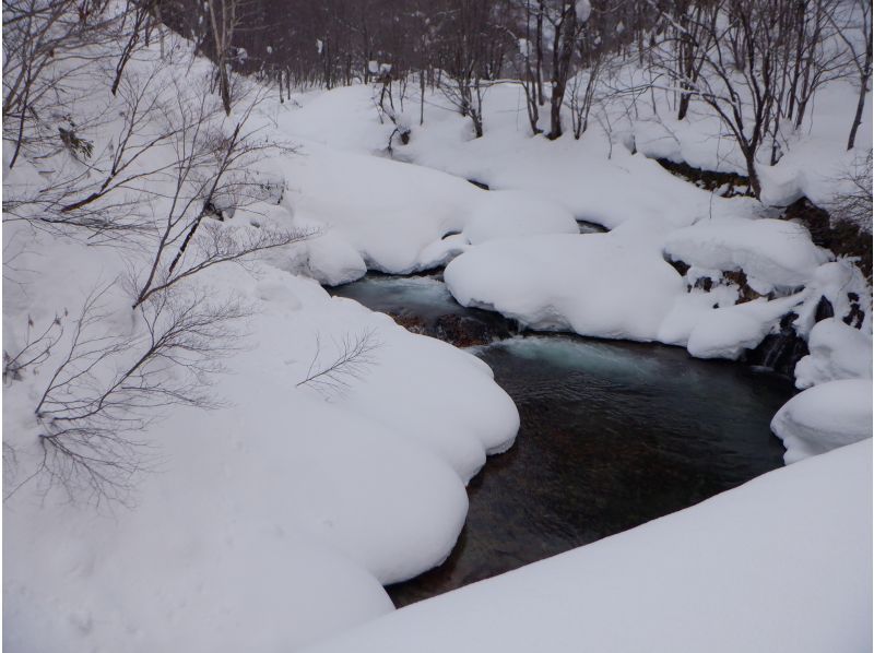 [Niseko Snowshoeing] Explore the snowy forests of Niseko on snowshoes. Enjoy the fantastic scenery that only a snowy country can offer!の紹介画像