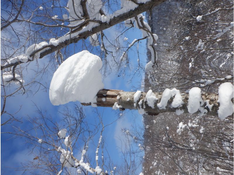 [Niseko Snowshoeing] Explore the snowy forests of Niseko on snowshoes. Enjoy the fantastic scenery that only a snowy country can offer!の紹介画像