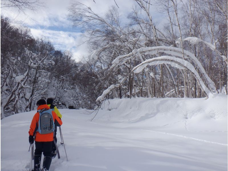 [Niseko Snowshoeing] Explore the snowy forests of Niseko on snowshoes. Enjoy the fantastic scenery that only a snowy country can offer!の紹介画像