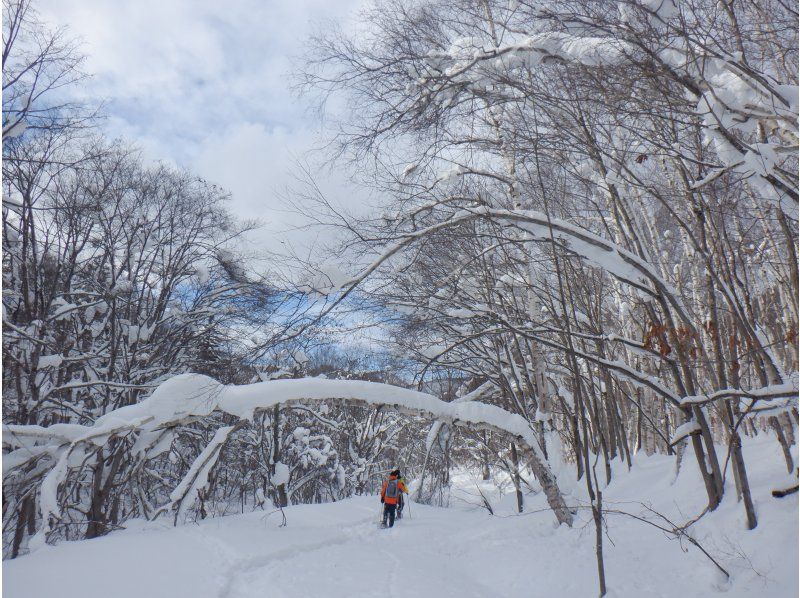 [Niseko Snowshoeing] Explore the snowy forests of Niseko on snowshoes. Enjoy the fantastic scenery that only a snowy country can offer!の紹介画像