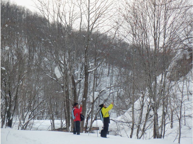 [Niseko Snowshoeing] Explore the snowy forests of Niseko on snowshoes. Enjoy the fantastic scenery that only a snowy country can offer!の紹介画像