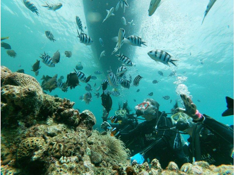 แผนท่องเที่ยวรับปริญญาสำหรับทุกคน [Okinawa Blue Cave] สัมผัสประสบการณ์การดำน้ำด้วยเรือ! รวมโบนัสฟรี 8 รายการの紹介画像