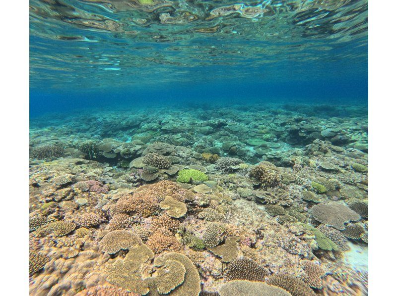 【冲绳宜野湾码头出发】全包船【轻装潜水、浮潜、西海岸、2小时行程】深受家庭和团体欢迎！の紹介画像