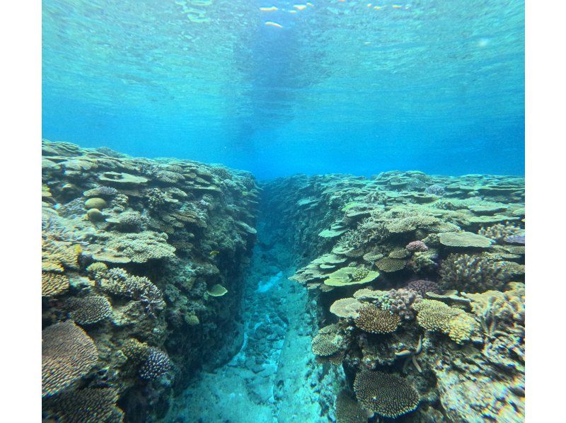 【冲绳宜野湾码头出发】全包船【轻装潜水、浮潜、西海岸、2小时行程】深受家庭和团体欢迎！の紹介画像