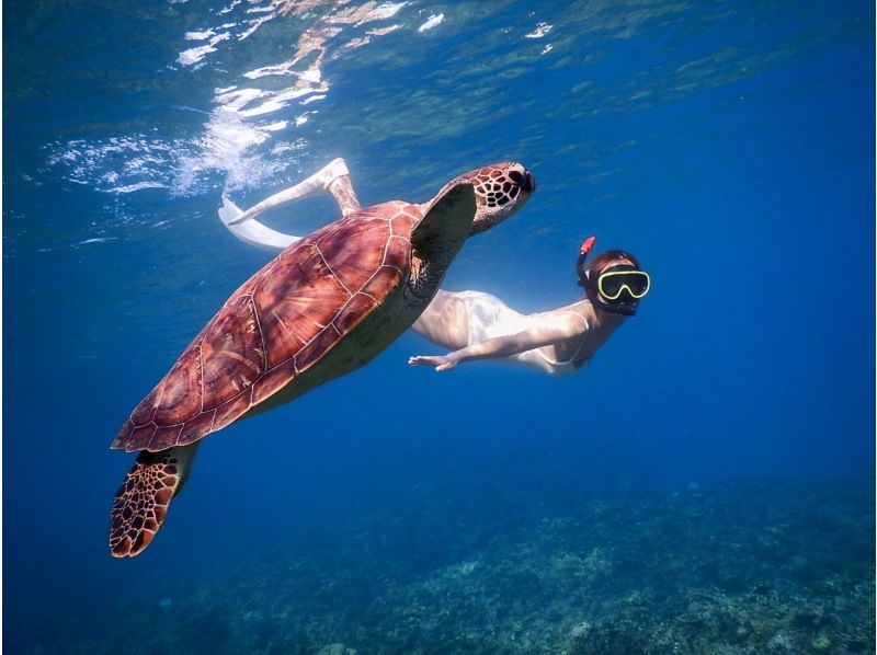 [Ishigaki Island, Sea Turtles, Nemo / About 3 hours] Phantom Island + Trial Diving ☆ Free Equipment ★ Empty-handed OK!の紹介画像