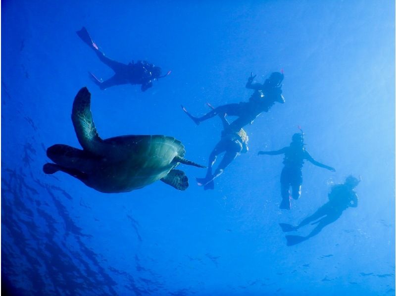 [Ishigaki Island, Sea Turtles, Nemo / About 3 hours] Phantom Island + Trial Diving ☆ Free Equipment ★ Empty-handed OK!の紹介画像