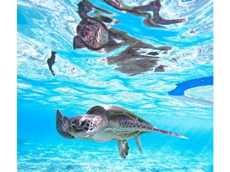 ★宮古島・シギラ内開催★午後！ウミガメやカラフルなお魚が沢山な大人気わいわいビーチシュノーケリング★写真データ無料★の紹介画像