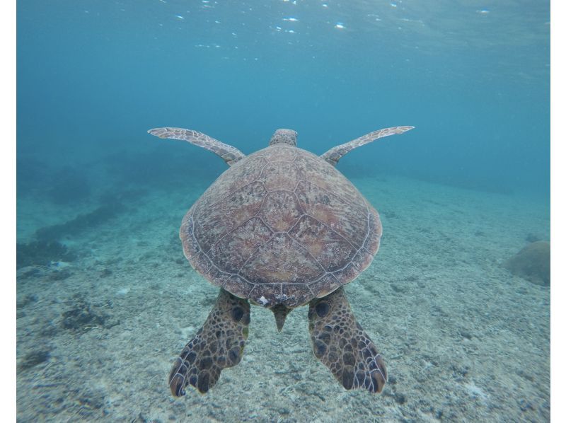 ★宮古島・シギラ内開催★午後！ウミガメやカラフルなお魚が沢山な大人気わいわいビーチシュノーケリング★写真データ無料★の紹介画像