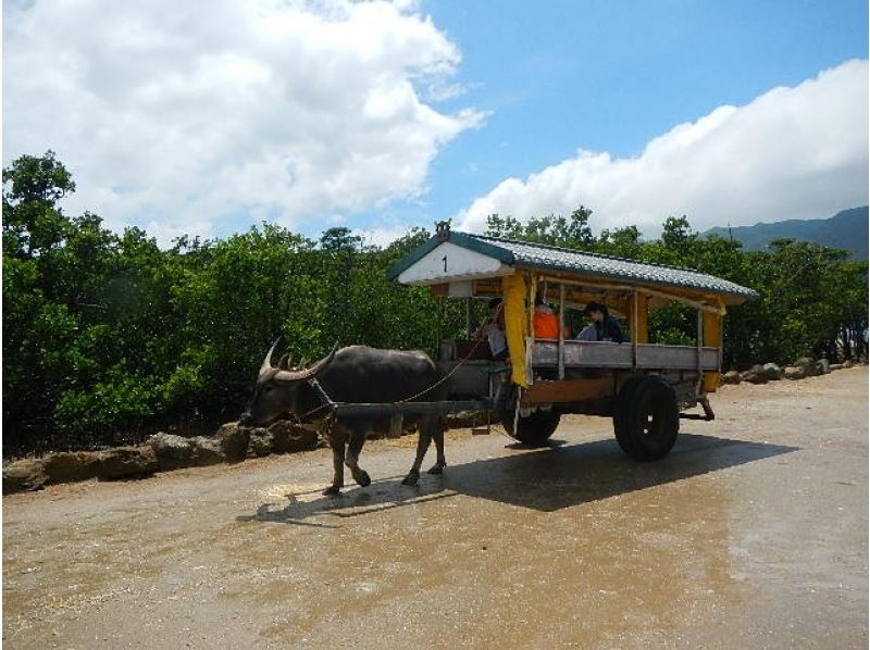 [Okinawa / Iriomote Island] Enjoy the great enjoyment of Iriomote Island. Pinaisara Falls & Yubu Island Buffalo Cart Sightseeing Copyの紹介画像