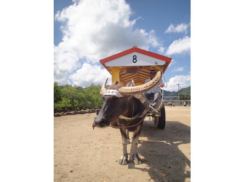 [Okinawa / Iriomote Island] Enjoy the great enjoyment of Iriomote Island. Pinaisara Falls & Yubu Island Buffalo Cart Sightseeing Copyの紹介画像