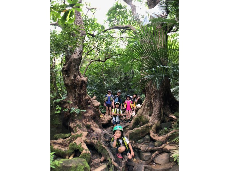 [Okinawa / Iriomote Island] Enjoy the great enjoyment of Iriomote Island. Pinaisara Falls & Yubu Island Buffalo Cart Sightseeing Copyの紹介画像