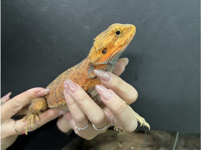 [Wakayama, Iwade City] Experience interacting with owls and reptiles at a cafe! (1 hour)の紹介画像