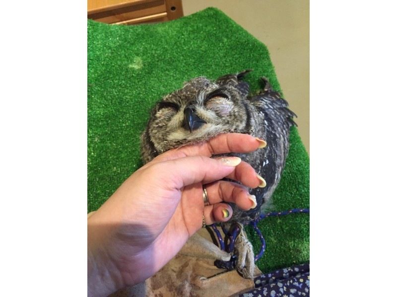 [Wakayama, Iwade City] Experience interacting with owls and reptiles at a cafe! (1 hour)の紹介画像