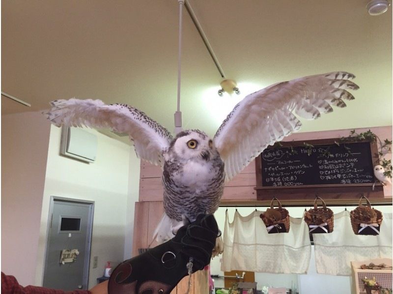 [Wakayama, Iwade City] Experience interacting with owls and reptiles at a cafe! (1 hour)の紹介画像