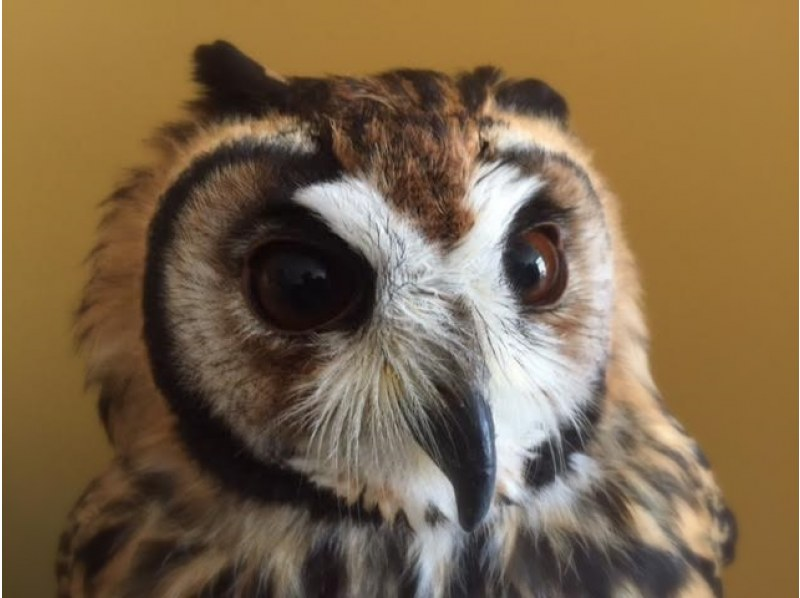 [Wakayama, Iwade City] Experience interacting with owls and reptiles at a cafe! (1 hour)の紹介画像