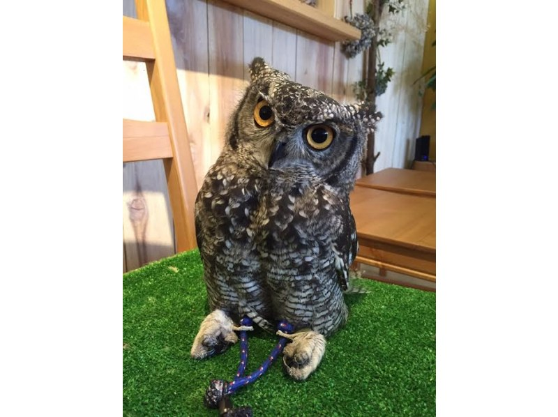 [Wakayama, Iwade City] Experience interacting with owls and reptiles at a cafe! (1 hour)の紹介画像