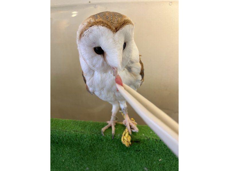 [Wakayama, Iwade City] Experience interacting with owls and reptiles at a cafe! (1 hour)の紹介画像