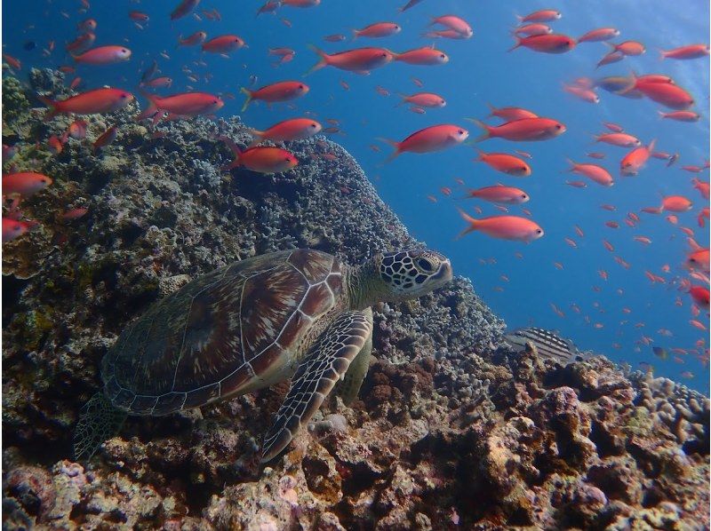 【沖縄・石垣島】半日体験ダイビング＆シュノーケリング！写真・動画プレゼント♪の紹介画像